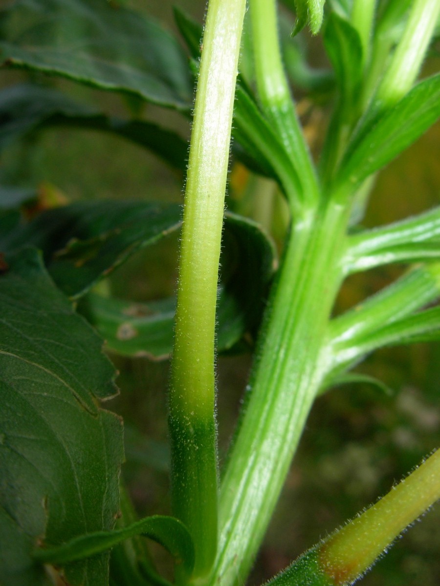 Oenothera stucchii / Enagra di Stucchi